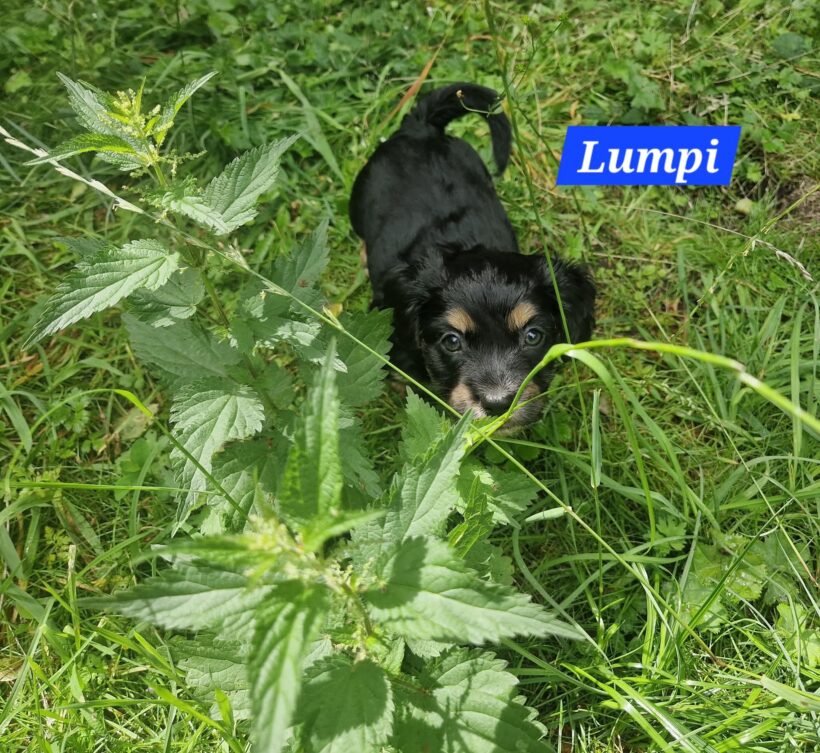 Mama Linda und ihre 7 Zwerge( alle Hundekinder und Mama Linda sind versprochen)🐶🥰