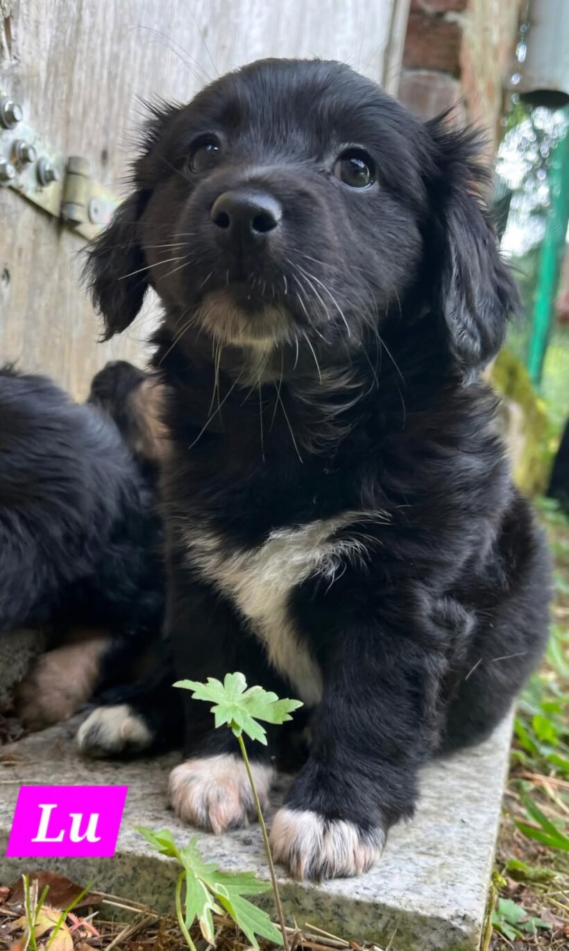 Mama Linda und ihre 7 Zwerge( alle Hundekinder und Mama Linda sind versprochen)🐶🥰