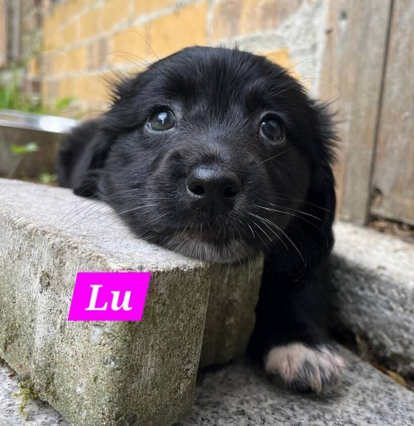 Mama Linda und ihre 7 Zwerge( alle Hundekinder und Mama Linda sind versprochen)🐶🥰