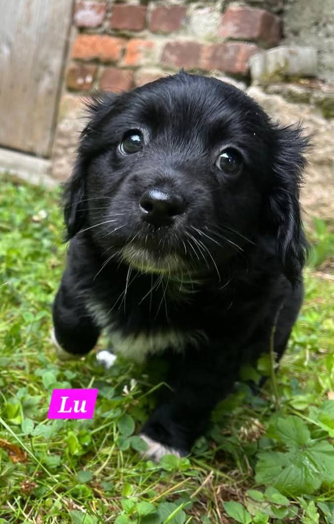 Mama Linda und ihre 7 Zwerge( alle Hundekinder und Mama Linda sind versprochen)🐶🥰