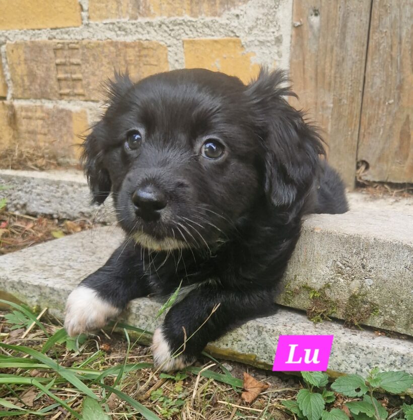 Mama Linda und ihre 7 Zwerge( alle Hundekinder und Mama Linda sind versprochen)🐶🥰
