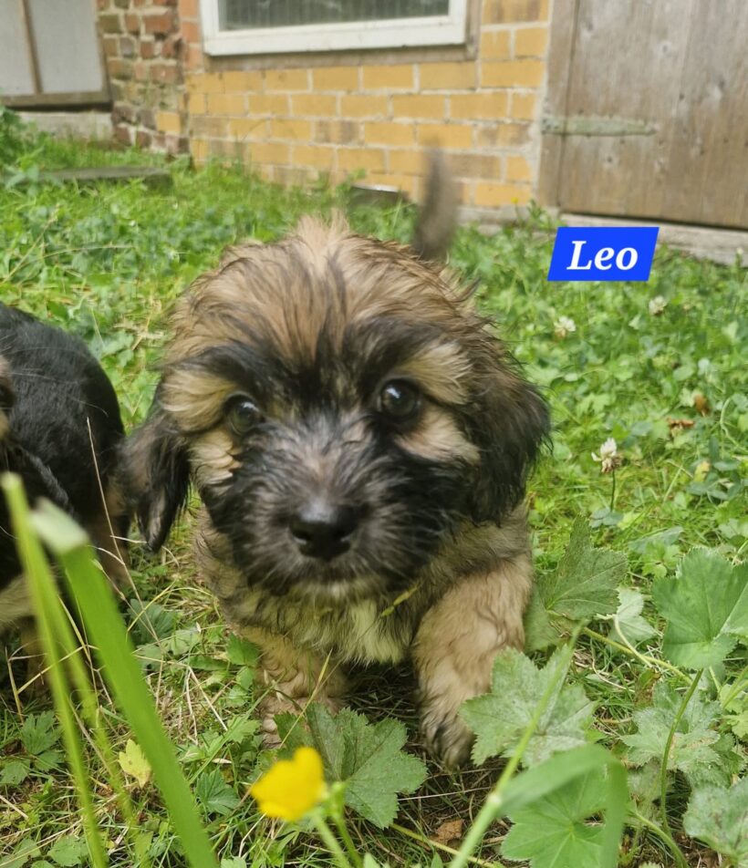 Mama Linda und ihre 7 Zwerge( alle Hundekinder und Mama Linda sind versprochen)🐶🥰