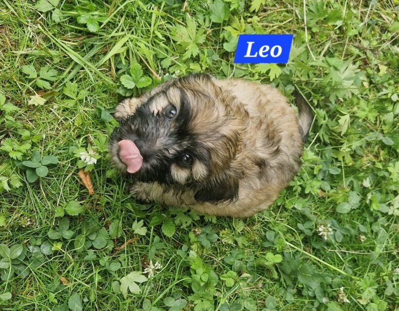 Mama Linda und ihre 7 Zwerge( alle Hundekinder und Mama Linda sind versprochen)🐶🥰