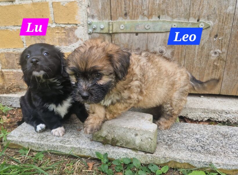 Mama Linda und ihre 7 Zwerge( alle Hundekinder und Mama Linda sind versprochen)🐶🥰