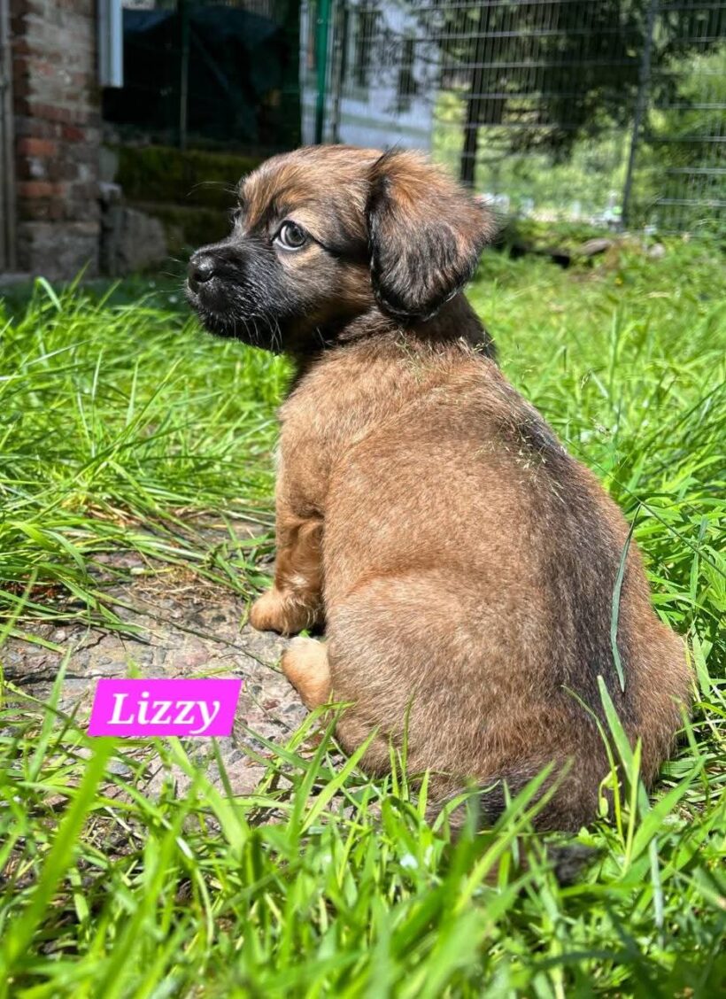 Mama Linda und ihre 7 Zwerge( alle Hundekinder und Mama Linda sind versprochen)🐶🥰