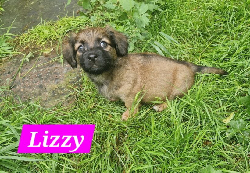 Mama Linda und ihre 7 Zwerge( alle Hundekinder und Mama Linda sind versprochen)🐶🥰