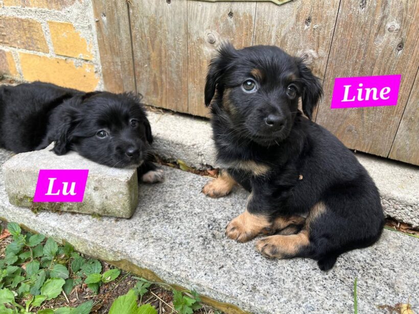 Mama Linda und ihre 7 Zwerge( alle Hundekinder und Mama Linda sind versprochen)🐶🥰