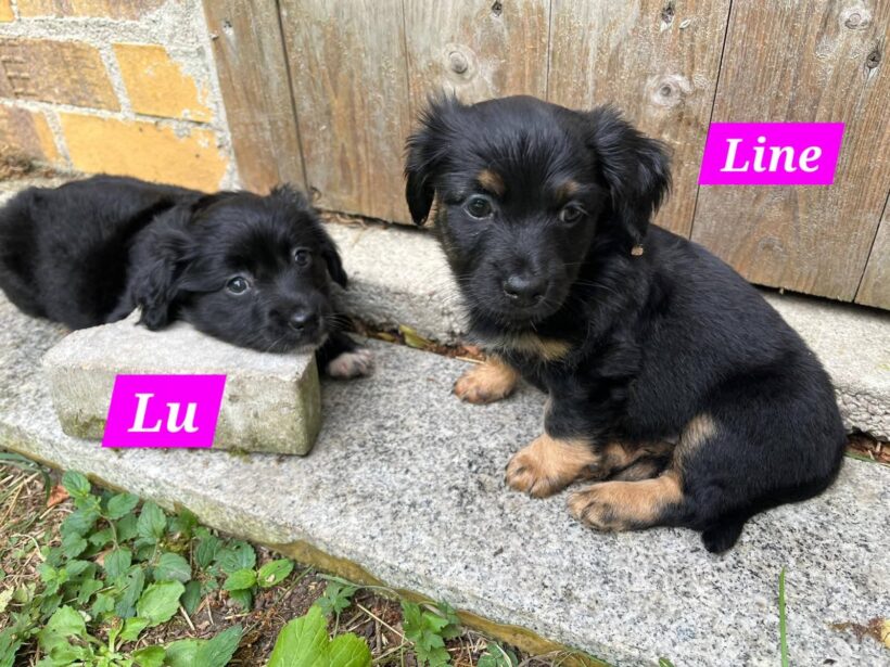 Mama Linda und ihre 7 Zwerge( alle Hundekinder und Mama Linda sind versprochen)🐶🥰