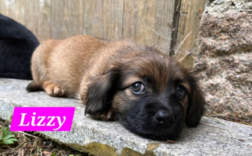 Mama Linda und ihre 7 Zwerge( alle Hundekinder und Mama Linda sind versprochen)🐶🥰