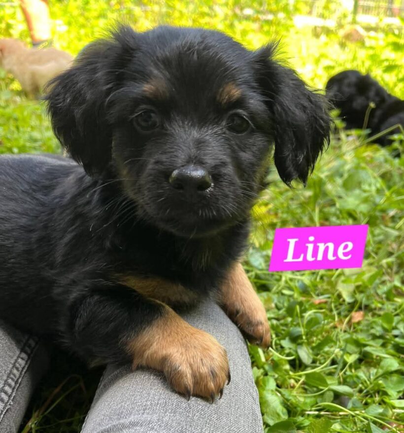 Mama Linda und ihre 7 Zwerge( alle Hundekinder und Mama Linda sind versprochen)🐶🥰