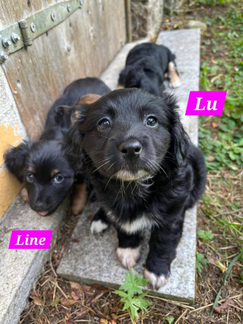 Mama Linda und ihre 7 Zwerge( alle Hundekinder und Mama Linda sind versprochen)🐶🥰