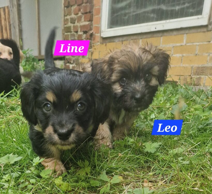 Mama Linda und ihre 7 Zwerge( alle Hundekinder und Mama Linda sind versprochen)🐶🥰