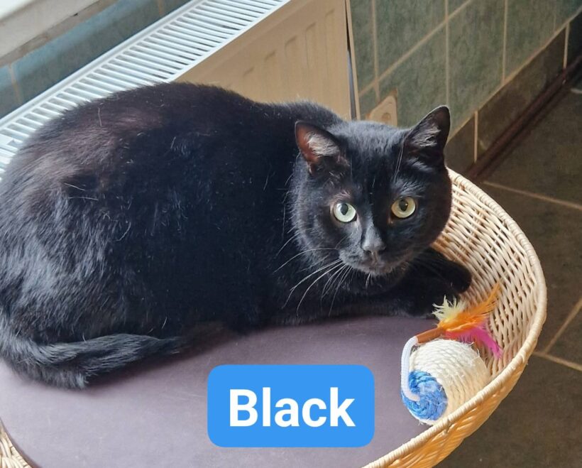 Black, Alice(reserviert), Nanus, Namur(reserviert) 🥰