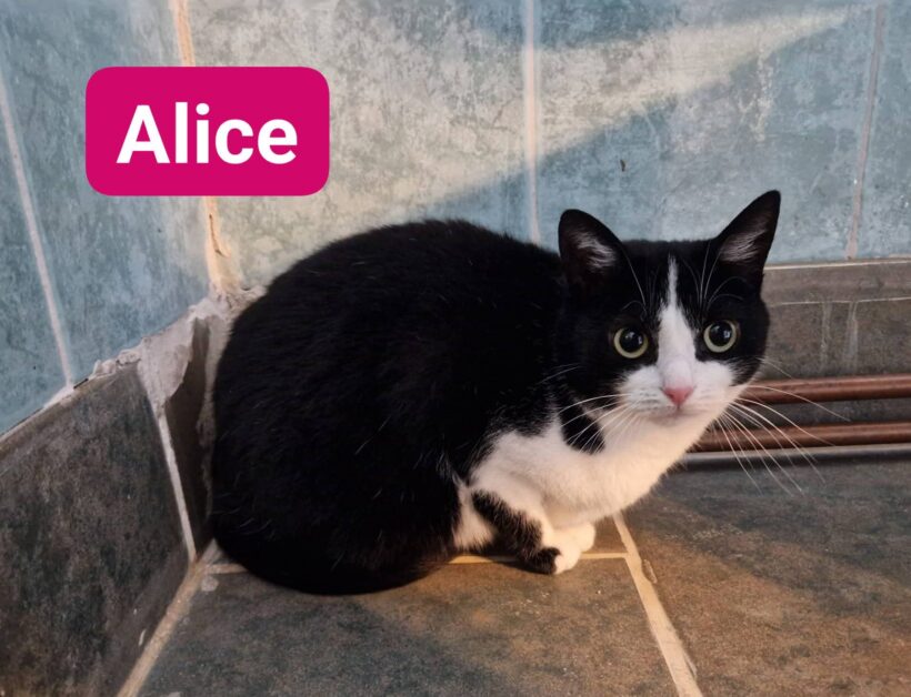 Black, Alice(reserviert), Nanus, Namur(reserviert) 🥰