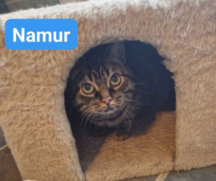 Black, Alice(reserviert), Nanus, Namur(reserviert) 🥰
