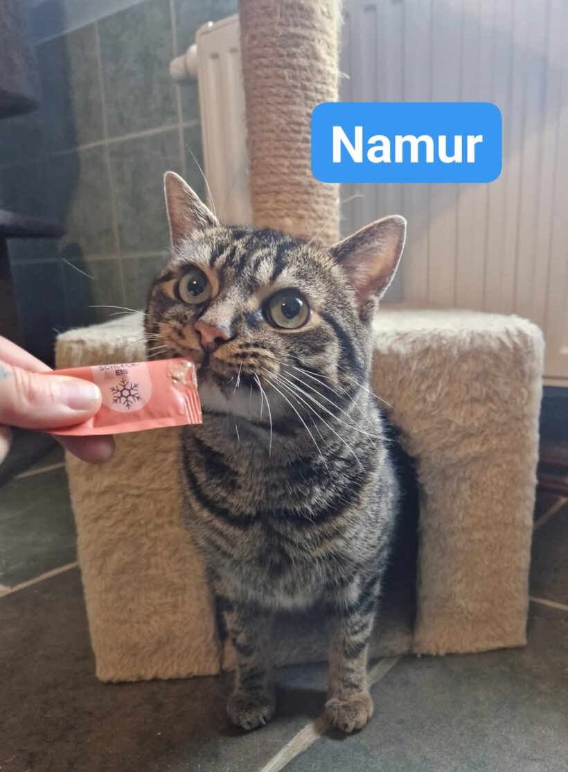 Black, Alice(reserviert), Nanus, Namur(reserviert) 🥰