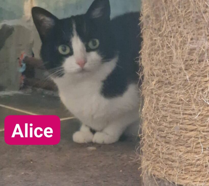Black, Alice(reserviert), Nanus, Namur(reserviert) 🥰