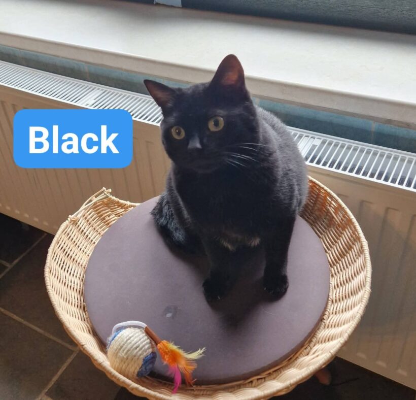 Black, Alice(reserviert), Nanus, Namur(reserviert) 🥰