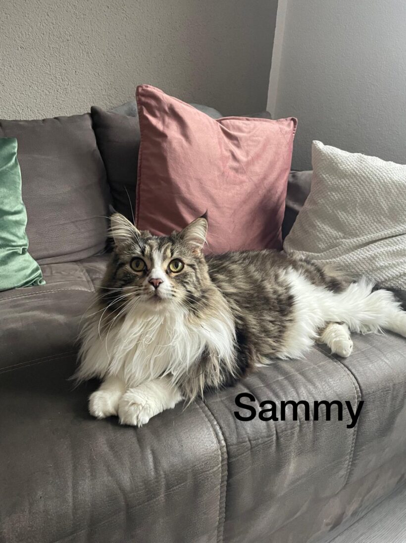 Sammy und Simba❣️