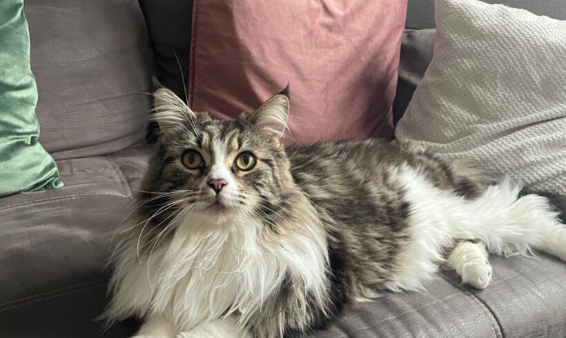 Sammy und Simba❣️
