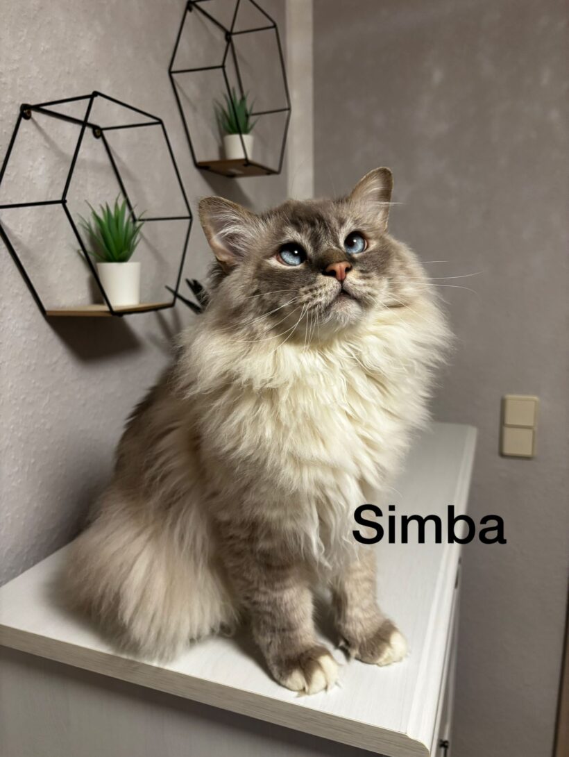 Sammy und Simba❣️