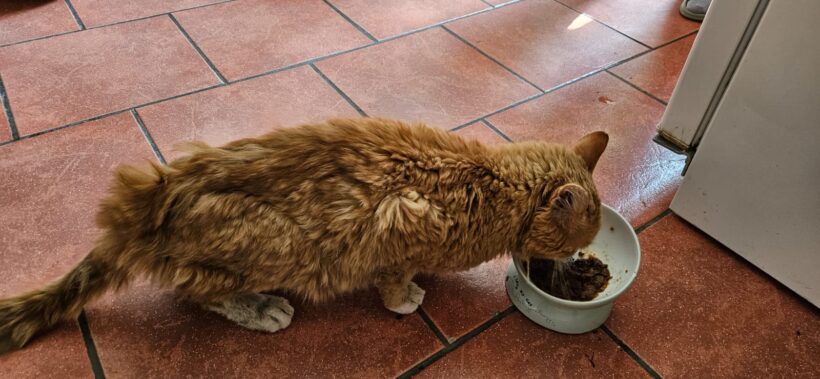 Fundkater Schwarzenberg
