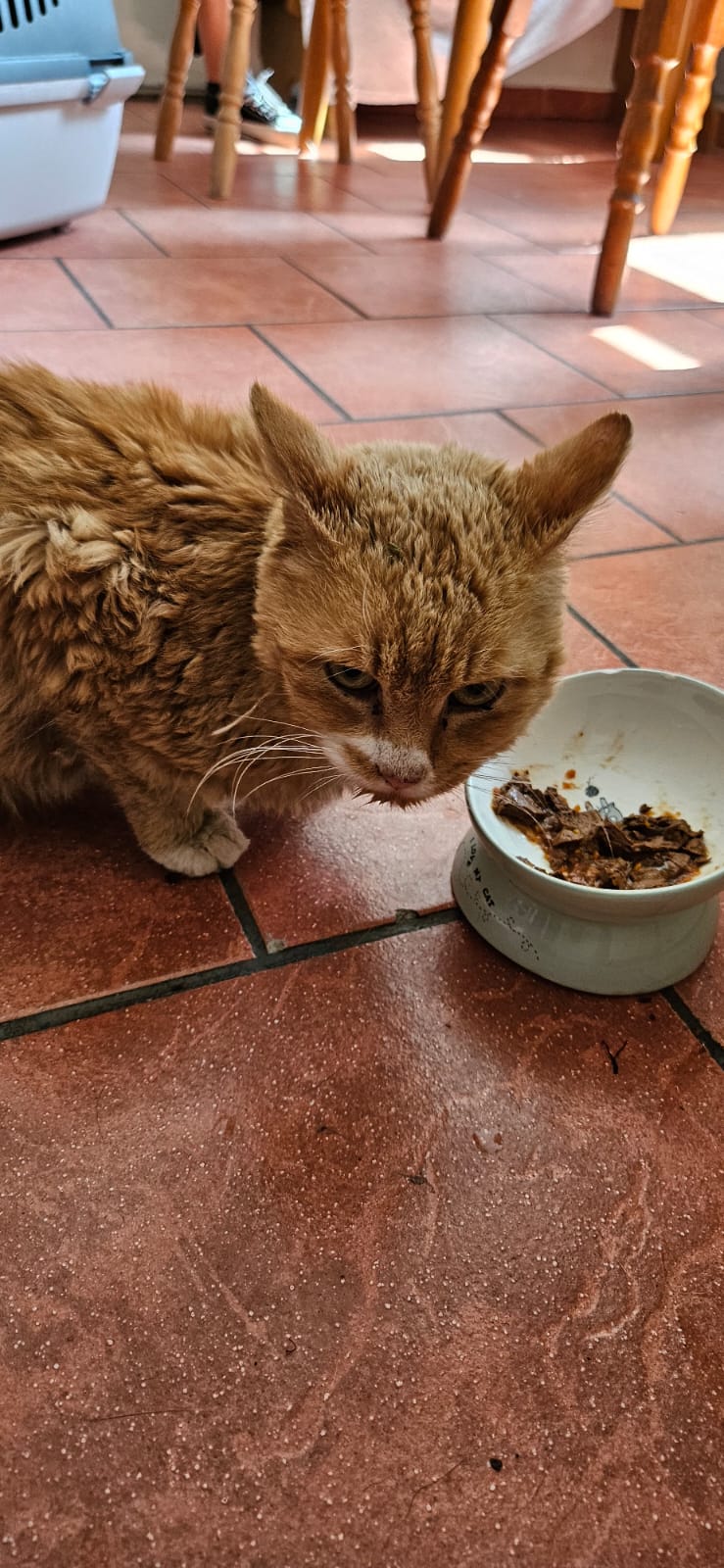 Fundkater Schwarzenberg