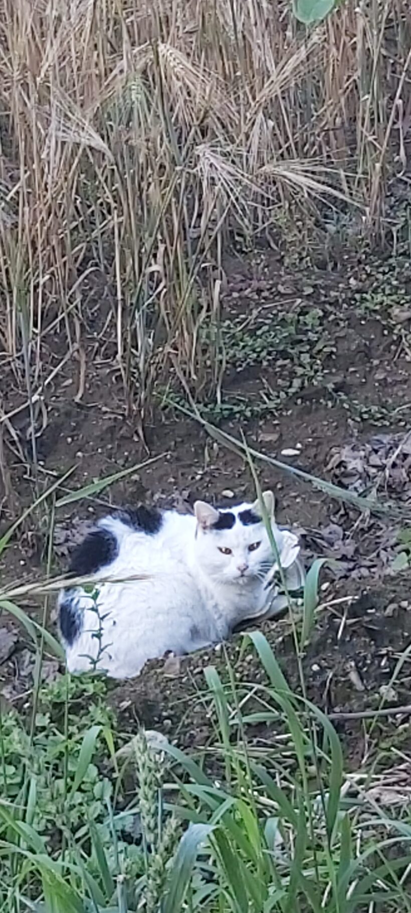 Fundkatze Langenberg