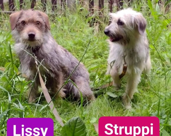 Struppi, Lissy, Charlie❣️