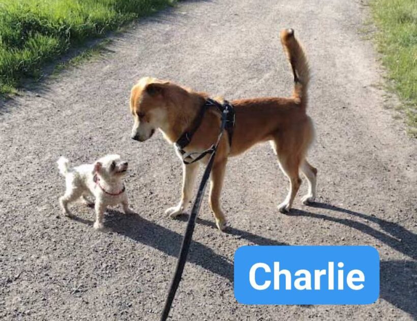 Charlie❣️ Charlie❣️