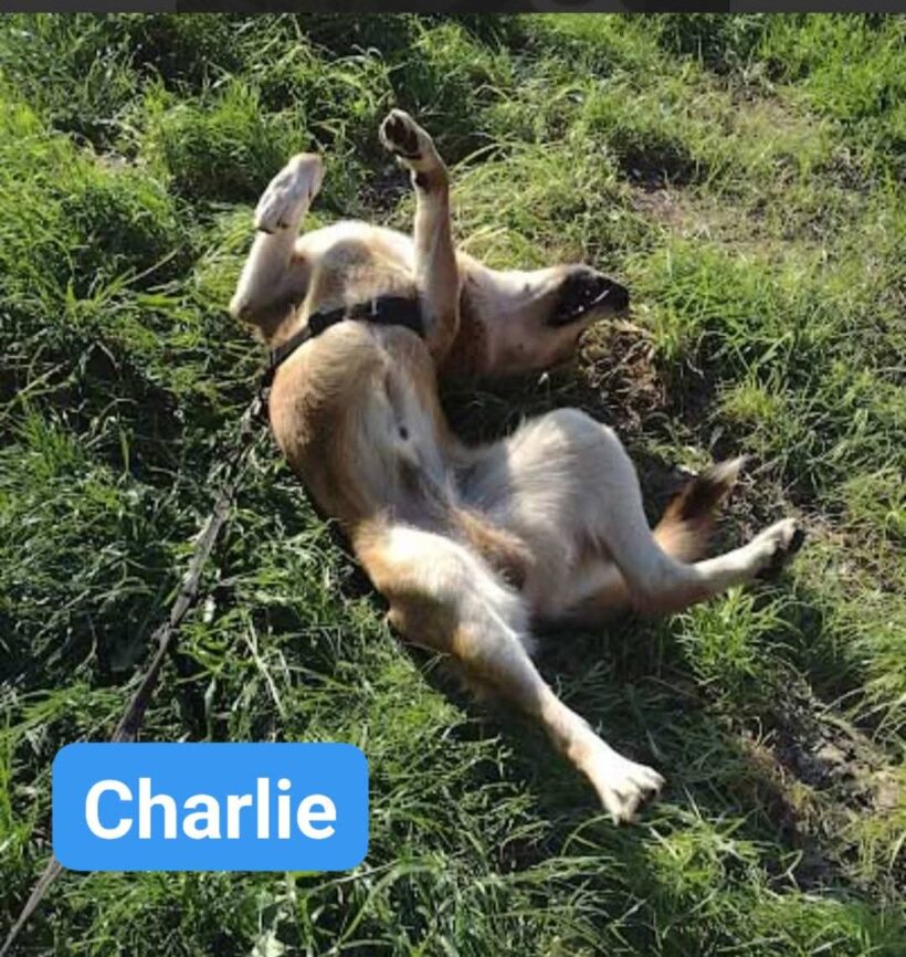 Charlie❣️ Charlie❣️