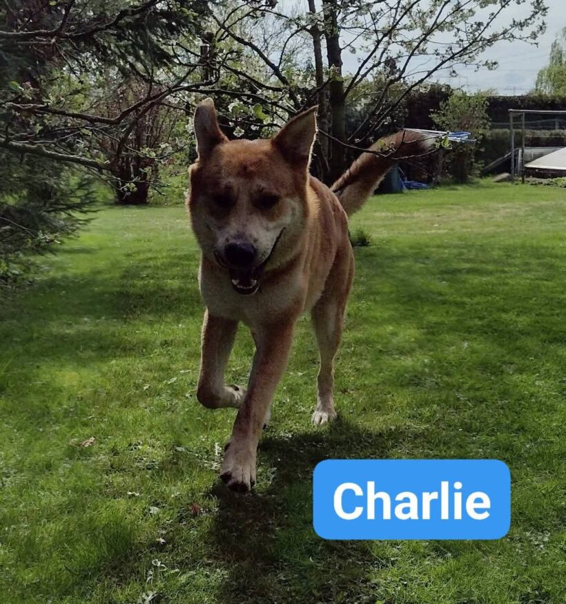 Charlie❣️ Charlie❣️