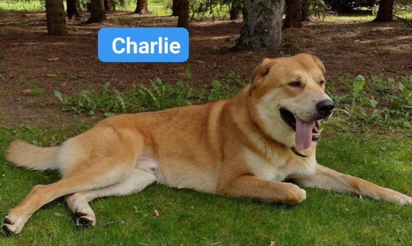 Charlie❣️ Charlie❣️