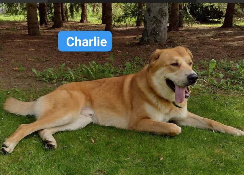 Charlie❣️ Charlie❣️
