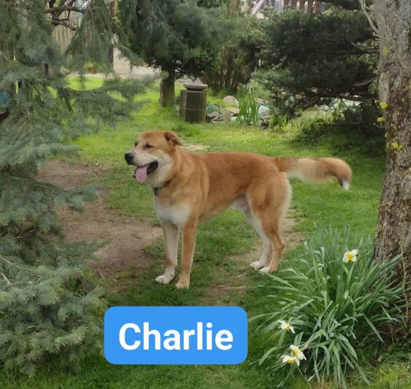 Charlie❣️ Charlie❣️