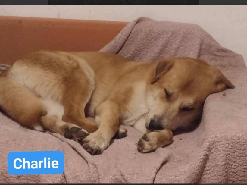 Charlie❣️ Charlie❣️