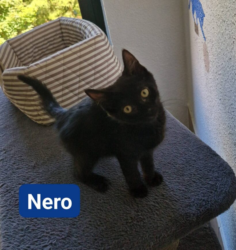 Katzenkinder ❣️