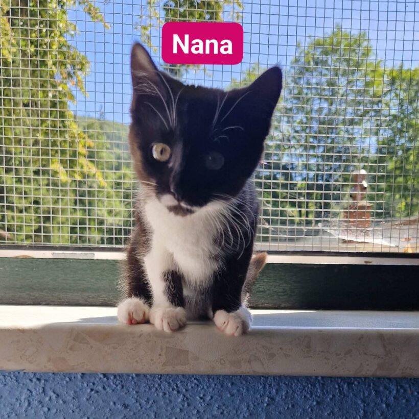 Katzenkinder ❣️