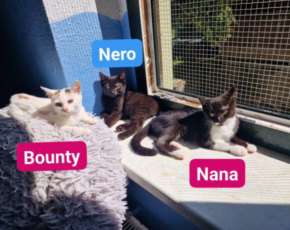 Katzenkinder ❣️