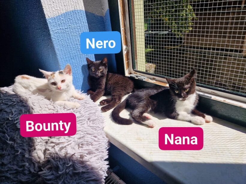 Katzenkinder ❣️