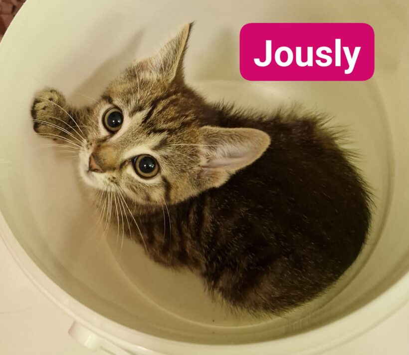 Katzenkinder ❣️
