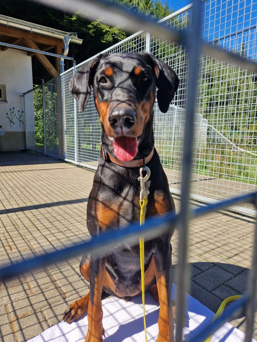 Fundhündin Rittersgrün❣️