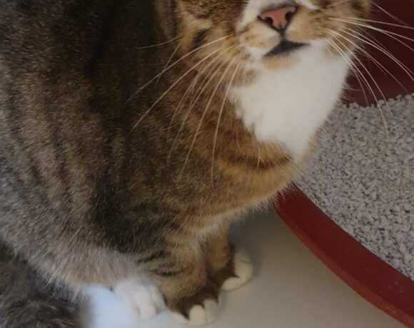 Fundkater Lauter-BB