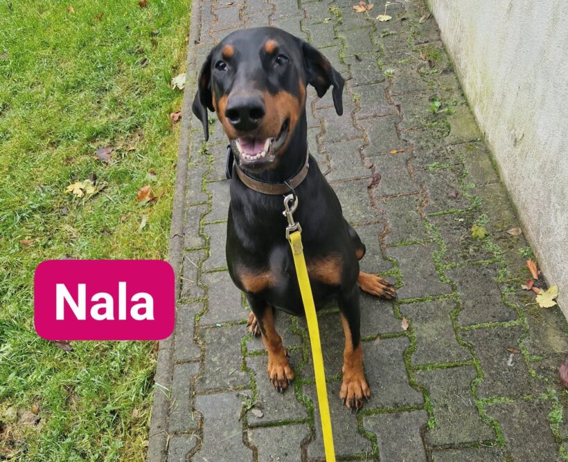 Nala❤️ Nala❤️