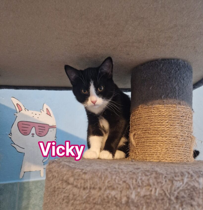 „V-Kitten“ „V-Kitten“