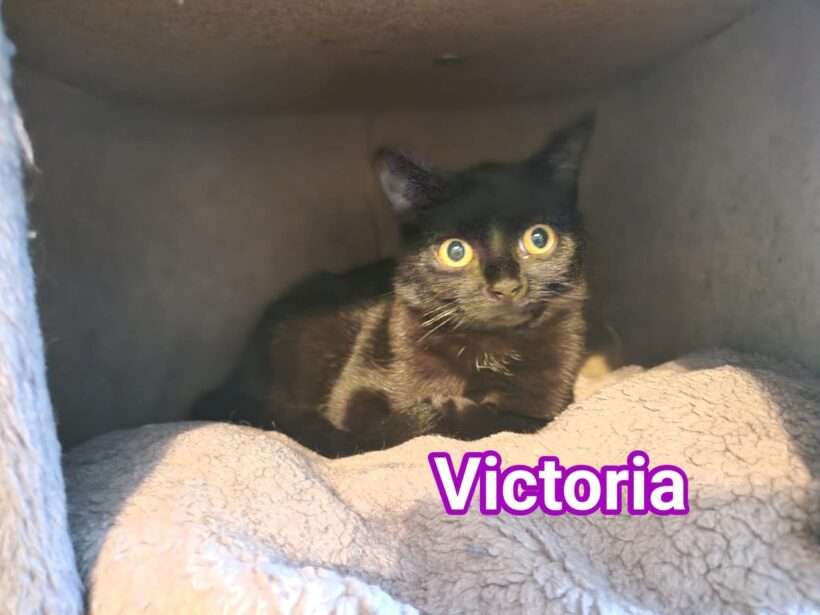 „V-Kitten“ „V-Kitten“