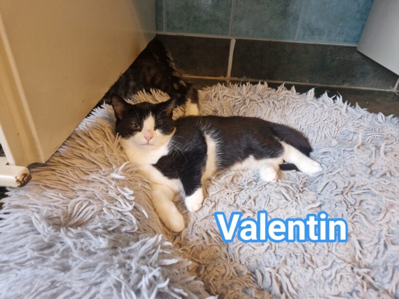 „V-Kitten“ „V-Kitten“