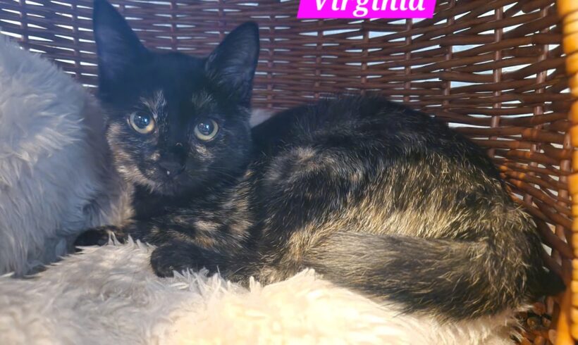 „V-Kitten“ „V-Kitten“