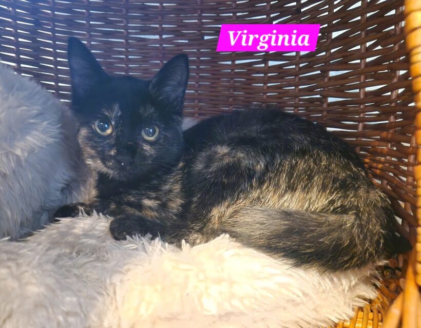 „V-Kitten“ „V-Kitten“