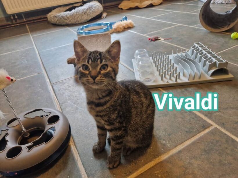 „V-Kitten“ „V-Kitten“